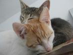Kittens, aanhankelijke, gekke bolletjes, in alle kleurtjes!!, Dieren en Toebehoren, Meerdere dieren, Kortharig, 0 tot 2 jaar