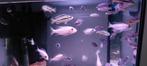 Melanochromis auratus cichliden, Dieren en Toebehoren, Vissen | Aquariumvissen