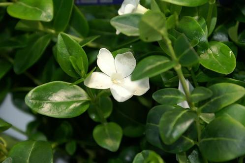 Maagdenpalm – Vinca minor in wit en paars, Tuin en Terras, Planten | Tuinplanten, Vaste plant, Bodembedekkers, Ophalen of Verzenden