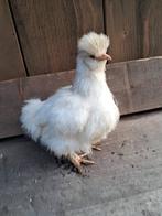 Usa zijdehoen motteld kuikentjes, Dieren en Toebehoren, Pluimvee, Geslacht onbekend, Kip