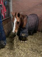 Pony verzorgers gevraagd gratis, Dieren en Toebehoren, 2 of 3 paarden of pony's