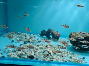 Vijfstreepbarbeel, desmopuntius pentazona beschikbaar voor biedingen