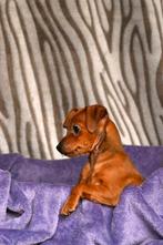 Mooie gezonde dwerg pincher puppies, Overige rassen, CDV (hondenziekte), 8 tot 15 weken, Meerdere