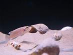 Slakkenhuis Cichlide, Dieren en Toebehoren, Vissen | Aquariumvissen, Vis, Zoetwatervis