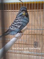 Koppel blackface, Dieren en Toebehoren, Vogels | Parkieten en Papegaaien, Meerdere dieren, Parkiet
