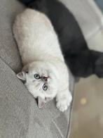 Britse korthaar kater van 1 jaar oud, Dieren en Toebehoren, Katten en Kittens | Raskatten | Korthaar, Ontwormd