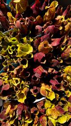 Sarracenia Purpurea, Ophalen, Overige soorten, Minder dan 100 cm
