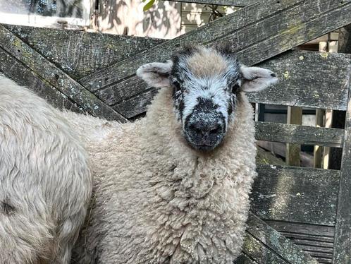 Ram Herdwick/ Greyface Dartmoor, Dieren en Toebehoren, Schapen, Geiten en Varkens, Schaap, Mannelijk