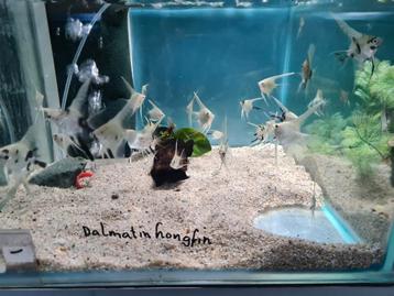 Dalmatier longfin maanvissen, Pterophyllum Scalare Dalmatin beschikbaar voor biedingen