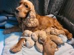 Cockapoo F1 pups 2 weken oud beide ouder getest en vrij, Dieren en Toebehoren, 8 tot 15 weken, Meerdere, Nederland, Particulier