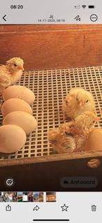 Kleine krielkipjes kuikens te koop, Dieren en Toebehoren, Meerdere dieren, Kip