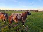 Luxe bonte dekram, Dieren en Toebehoren, Mannelijk, Schaap