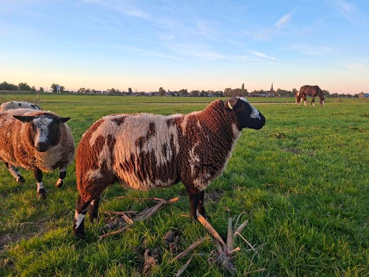Luxe bonte dekram, Dieren en Toebehoren, Schapen, Geiten en Varkens, Schaap, Mannelijk