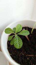 Leuke Madagaskar jewel stekjes, Ophalen, Overige soorten, Minder dan 100 cm