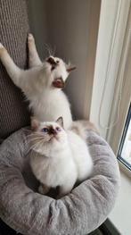 Heilige birmaan kitten met stamboom mag meteen mee, Dieren en Toebehoren, Katten en Kittens | Raskatten | Langhaar, Meerdere dieren