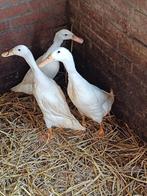 1_1 loopeenden onverwant., Dieren en Toebehoren, Pluimvee, Meerdere dieren, Eend