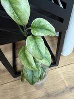 Scindapsus Moonlight Mint variegata, Huis en Inrichting, Kamerplanten, Ophalen of Verzenden, Halfschaduw, Minder dan 100 cm