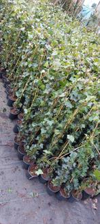 Hedera klimop diverse maten, Ophalen of Verzenden, Overige soorten, 100 tot 250 cm