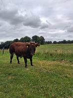 Tekoop verbeterd roodbonte stier, Dieren en Toebehoren, Runderen, Mannelijk