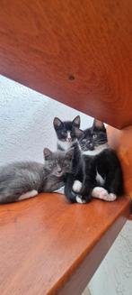 Kittens