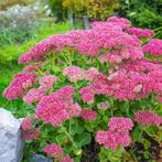 Hemelsleutel, vetplant, rotsplant, Ophalen of Verzenden, Herfst, Vaste plant, Halfschaduw