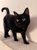 Britse korthaar x Scottish fold, Poes