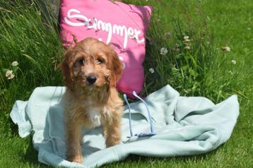 Cockapoo pups beschikbaar voor biedingen