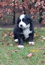 Leuke Boulab pups beschikbaar; ouders HD/ED vrij, Nederland, Parvo, Overige rassen, 8 tot 15 weken