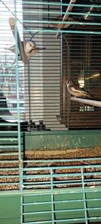 Zebravinken, Ophalen of Verzenden, Zo goed als nieuw, Hout, Vogelkooi