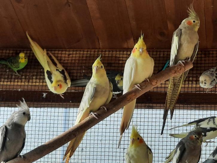 Valkparkieten, Dieren en Toebehoren, Vogels | Overige Vogels, Meerdere dieren, Tam, Geringd