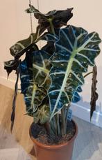 Alocasia Polly, Huis en Inrichting, Kamerplanten, Ophalen of Verzenden, Halfschaduw, Minder dan 100 cm