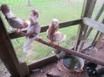 2 mooie oud Hollandse kapucijnen zilver rood geband, Dieren en Toebehoren, Meerdere dieren, Overige soorten