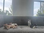 Kittens, Dieren en Toebehoren, Meerdere dieren