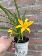 Daglelie, Tuin en Terras, Planten | Tuinplanten, Ophalen, Overige soorten, Volle zon