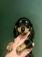 Lief klein teckel jongentje, Dieren en Toebehoren, Parvo, Reu, 8 tot 15 weken, Korthaar