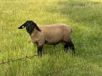 Suffolk ram stamboek, Dieren en Toebehoren, Schapen, Geiten en Varkens, Mannelijk, Schaap