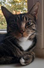 VERMIST TIJGER ZEEHELDENBUURT, Dieren en Toebehoren