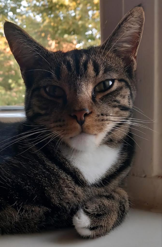 VERMIST TIJGER ZEEHELDENBUURT, Dieren en Toebehoren, Vermiste en Gevonden Dieren