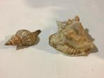2 oude schelpen, Verzamelen, Mineralen en Fossielen, Ophalen of Verzenden, Schelp(en)