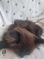 Laatste maine coons uit ons nestje, mag gelijk verhuizen., Dieren en Toebehoren, Katten en Kittens | Overige Katten, Poes