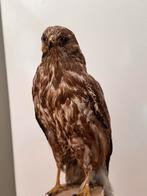 Buizerd, Ophalen of Verzenden, Zo goed als nieuw, Vogel, Opgezet dier