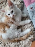 Maine coon kitten kater, Kater, Gechipt, 0 tot 2 jaar