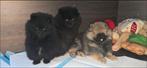2 super gezonde pomeriaan pups tekoop 1 reutje en 1 teefje, Dieren en Toebehoren, CDV (hondenziekte), 8 tot 15 weken, Meerdere