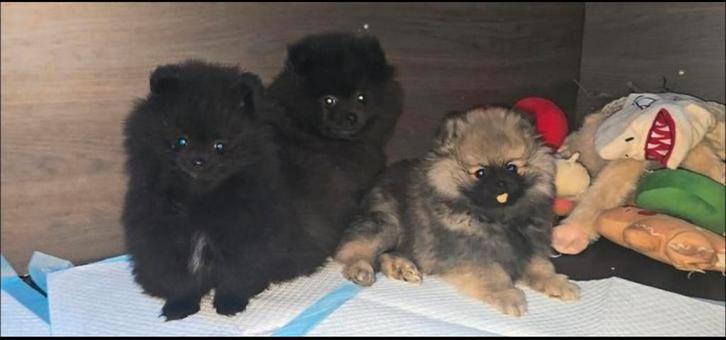 2 super gezonde pomeriaan pups tekoop 1 reutje en 1 teefje, Dieren en Toebehoren, Honden | Poolhonden, Keeshonden en Oertypen