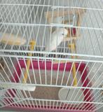 Parkiet met kooi, Dieren en Toebehoren, Geslacht onbekend, Parkiet
