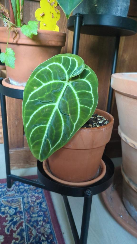 Anthurium regale, Huis en Inrichting, Kamerplanten, Ophalen