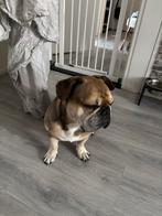 Gratis hond, Dieren en Toebehoren, Ophalen