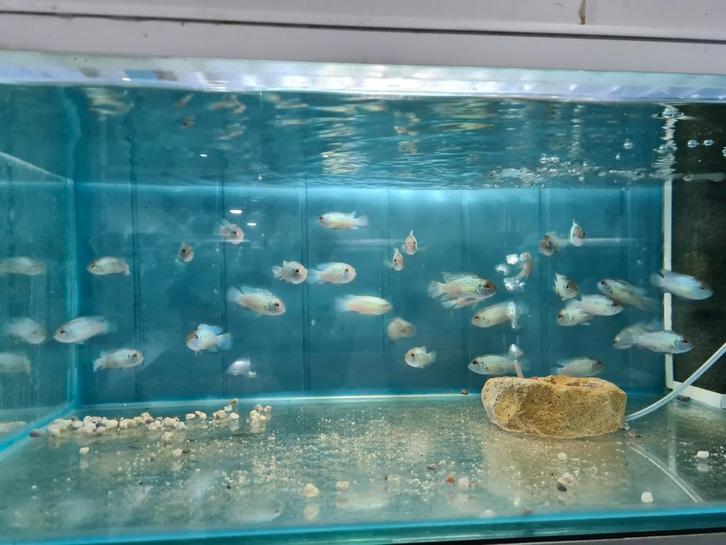 Electric Blue Acara Cichliden, Dieren en Toebehoren, Vissen | Aquariumvissen, Zoetwatervis, Vis