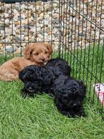Maltipoo/ toypoedel pups, Dieren en Toebehoren, Honden | Niet-rashonden, 8 tot 15 weken, CDV (hondenziekte), Meerdere, Meerdere dieren