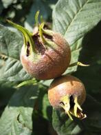 Mespilus germanica 80-100 cm, Tuin en Terras, Planten | Fruitbomen, Ophalen, Minder dan 100 cm, Overige soorten, Lente